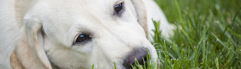 Labrador Retriever Puppies