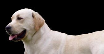 Tuffy's Pet Foods