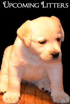 Iams Dog Food