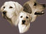 AvoDerm Natural Senior Dog Food