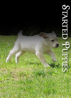 Halo Pet Food