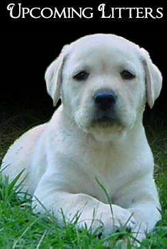 Native Performance Level 3 Puppy Food