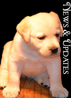 Dunrovin Farm Labrador Retrievers