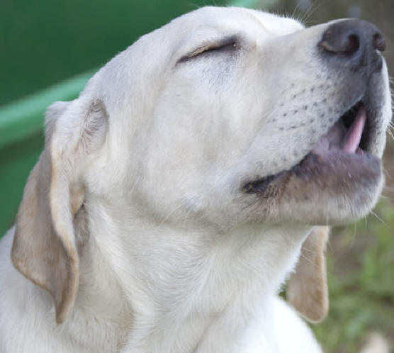 Dunrovin Farm Labrador Retrievers